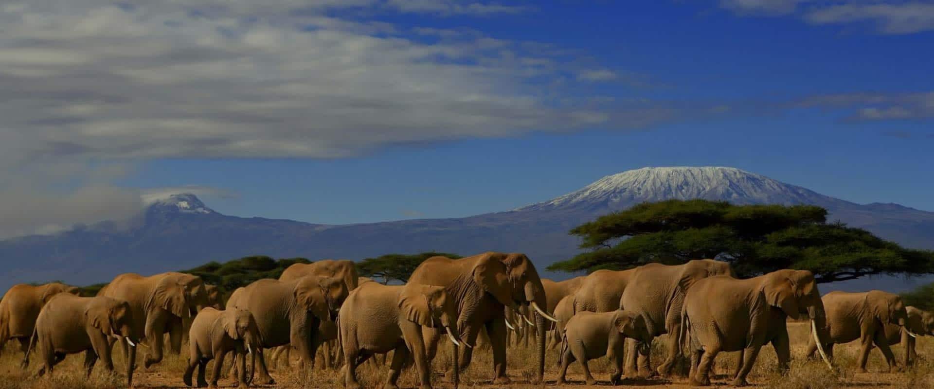 Amboseli National Park