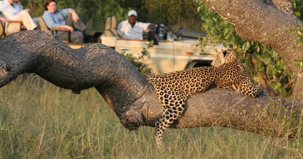 Big 5 Safari in Africa – Everything a 1st Timer needs to Know