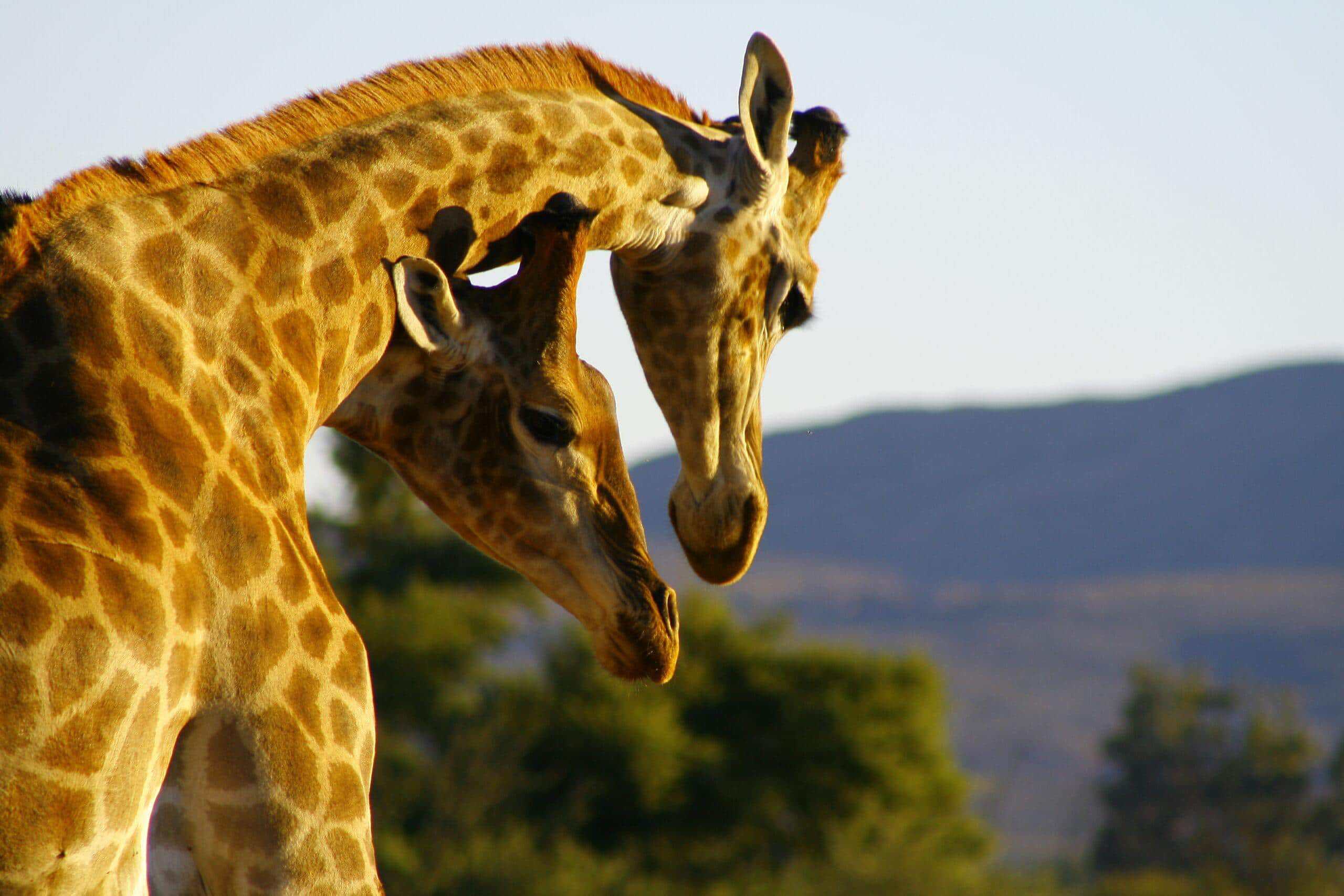 Inverdoorn Full Day Safari