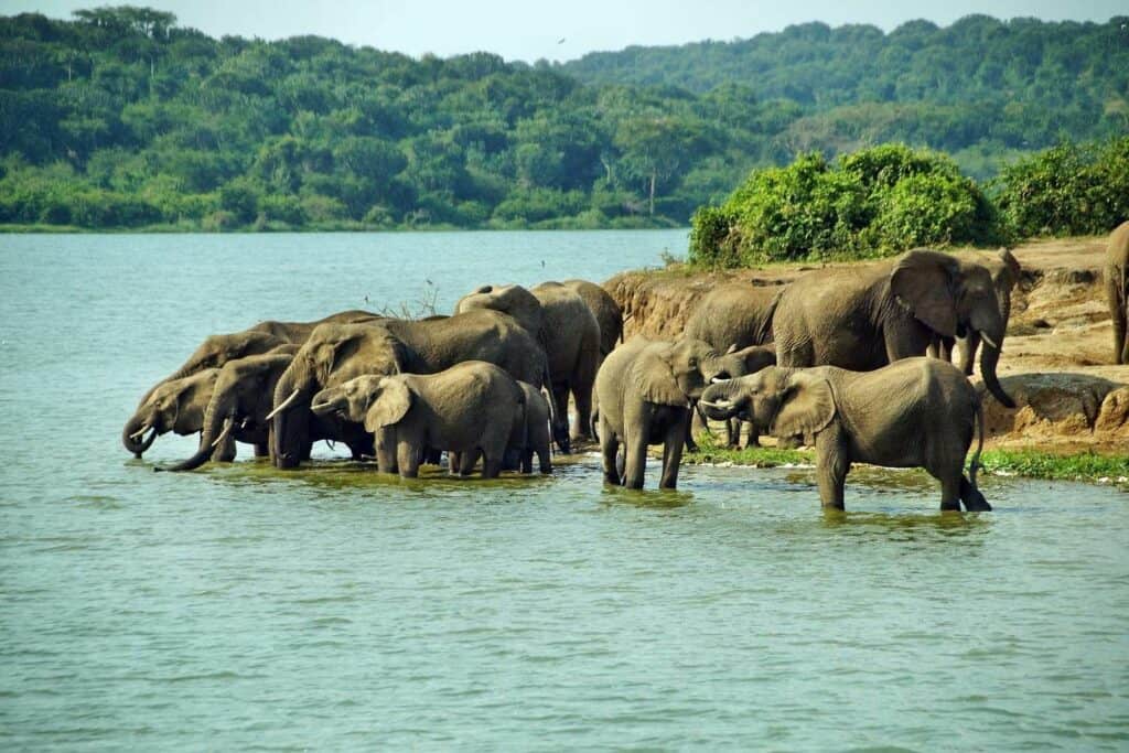 Elephant herd