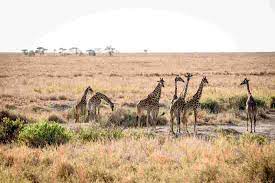 Your Ultimate Guide to Durban Safaris