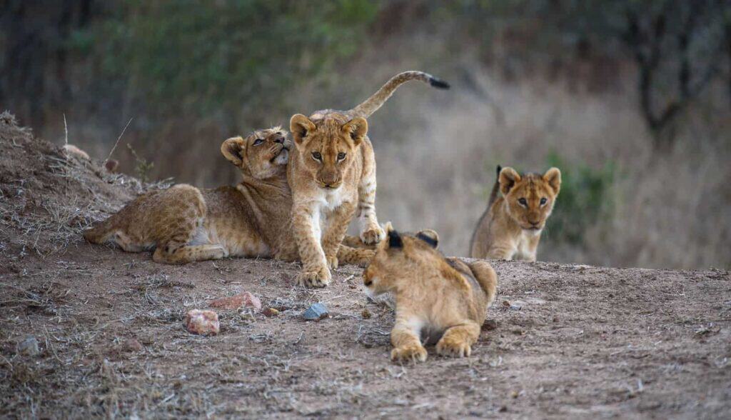 4 Day Kruger Family Safaris