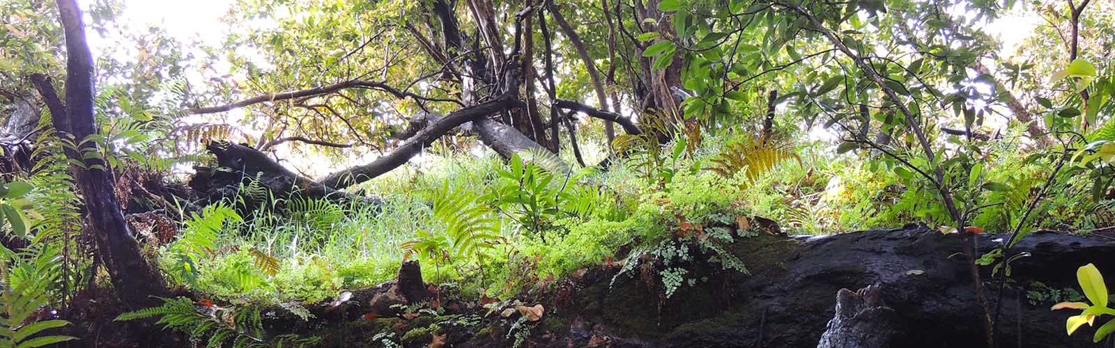 Victoria Falls Tours and Safaris - MoAfrika Tours Victoria Falls Rainforest