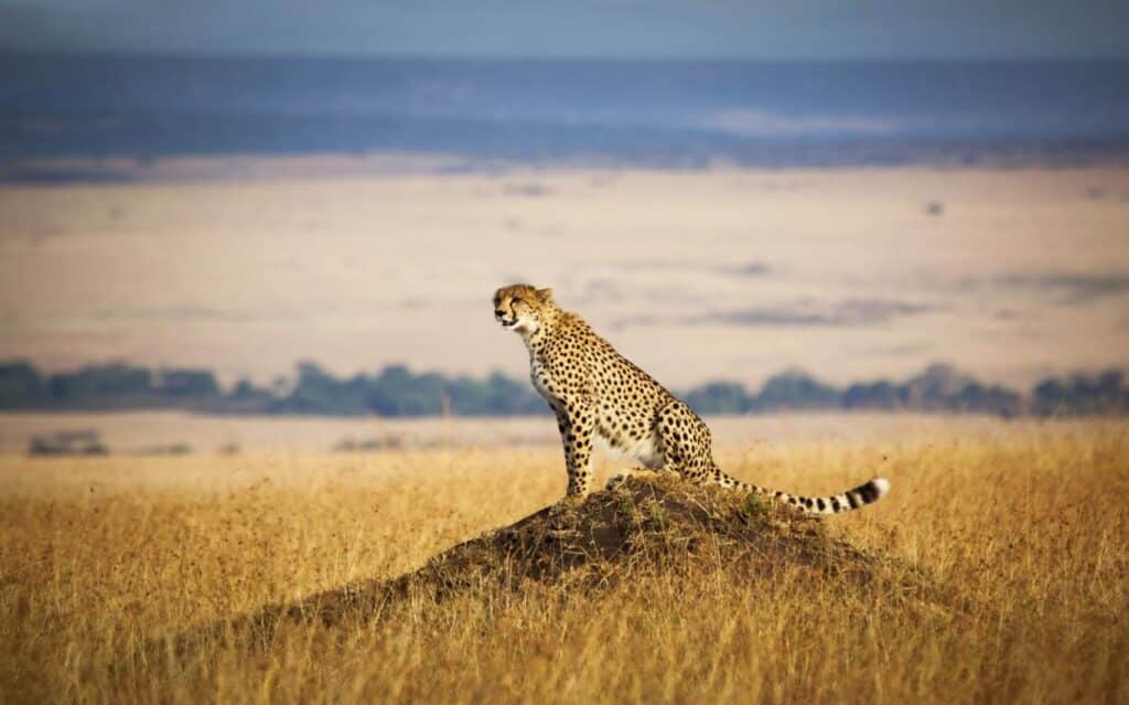 Cheetah