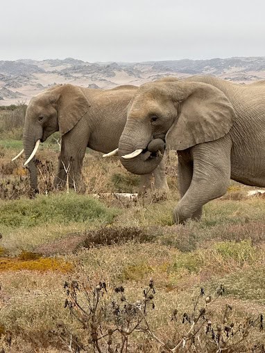 5 Day Budget Namibia Safari