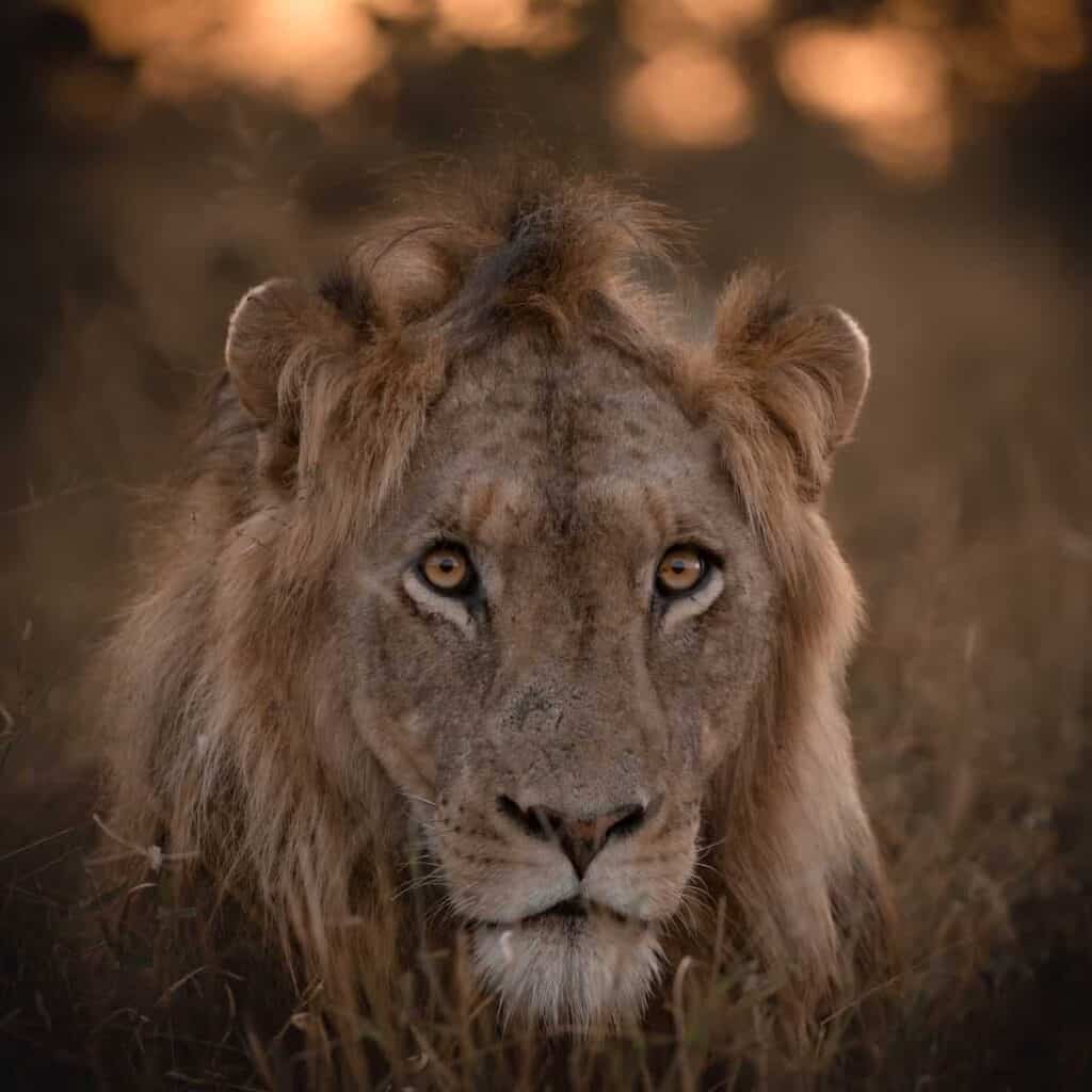 Lion budget kruger safari