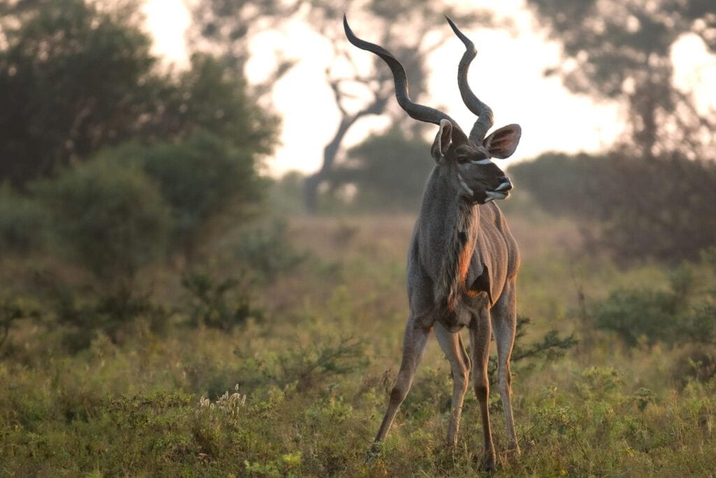 Kudu Botswana