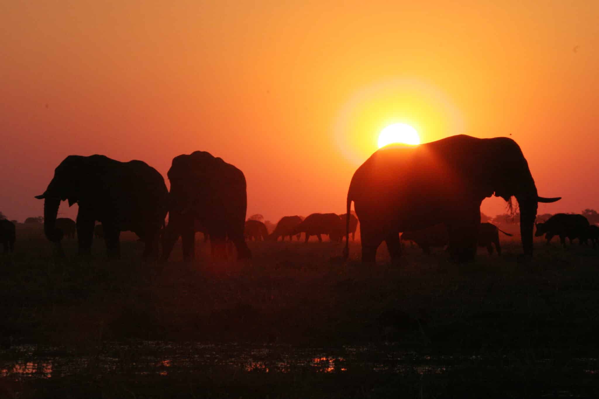 Chobe Safaris - MoAfrika Tours Chobe Safaris - MoAfrika Tours