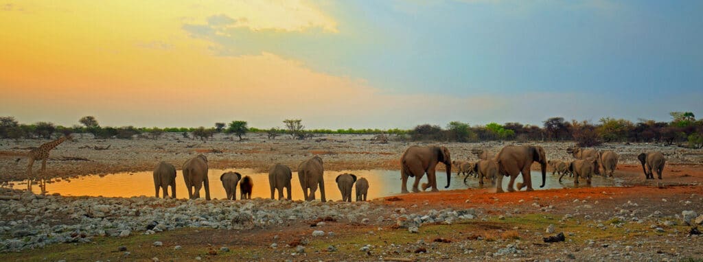 Etosha National Park