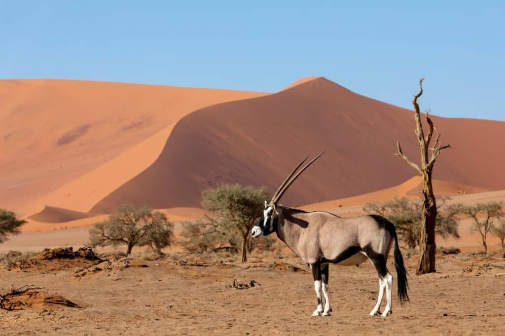 Luxury-Namibia-Holiday-Packages