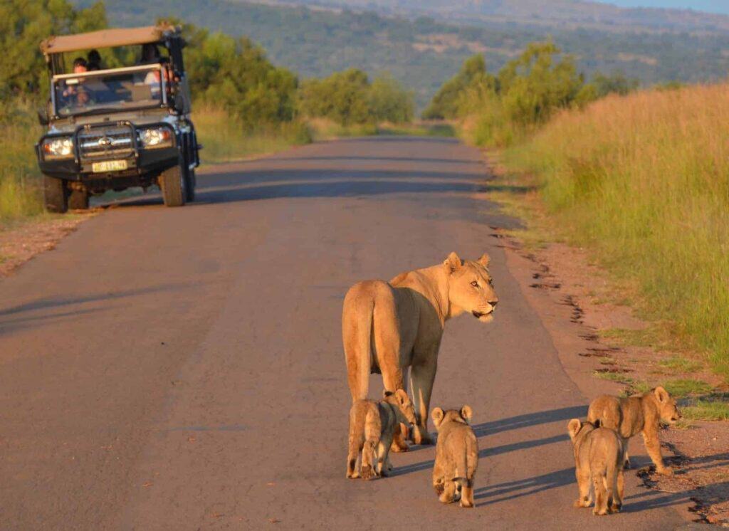 Lioness with her cubs crossing a safari road in Kruger National Park.