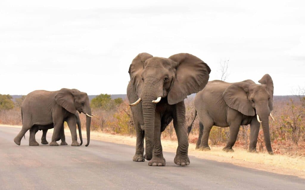 Group of elephants walking across the road in Kruger National Park.