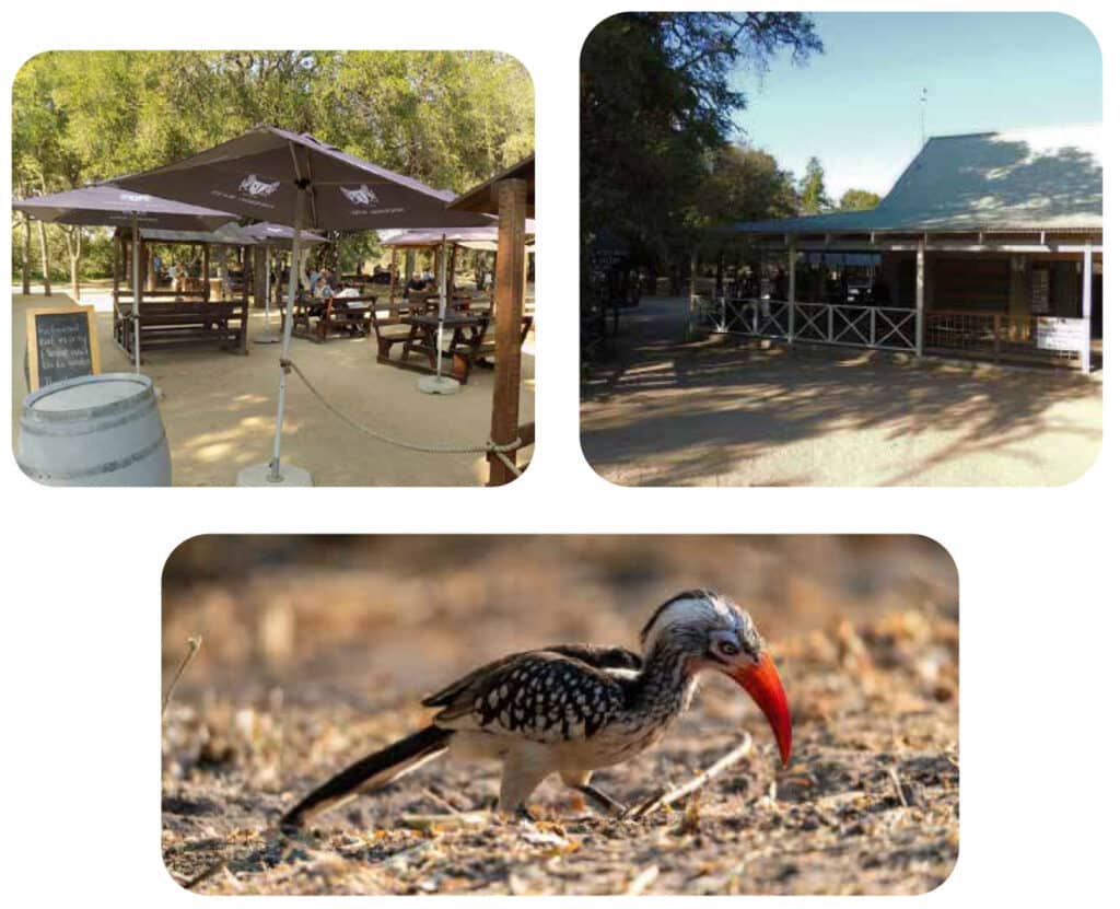 Outdoor dining area and bird in Kruger National Park.