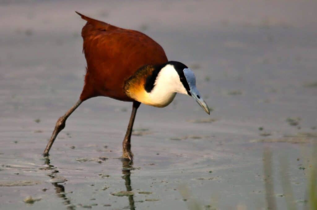 African Jacana walking in shallow water with long legs and distinctive markings.