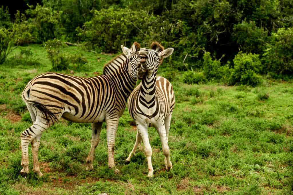 Budget Kenya Safaris