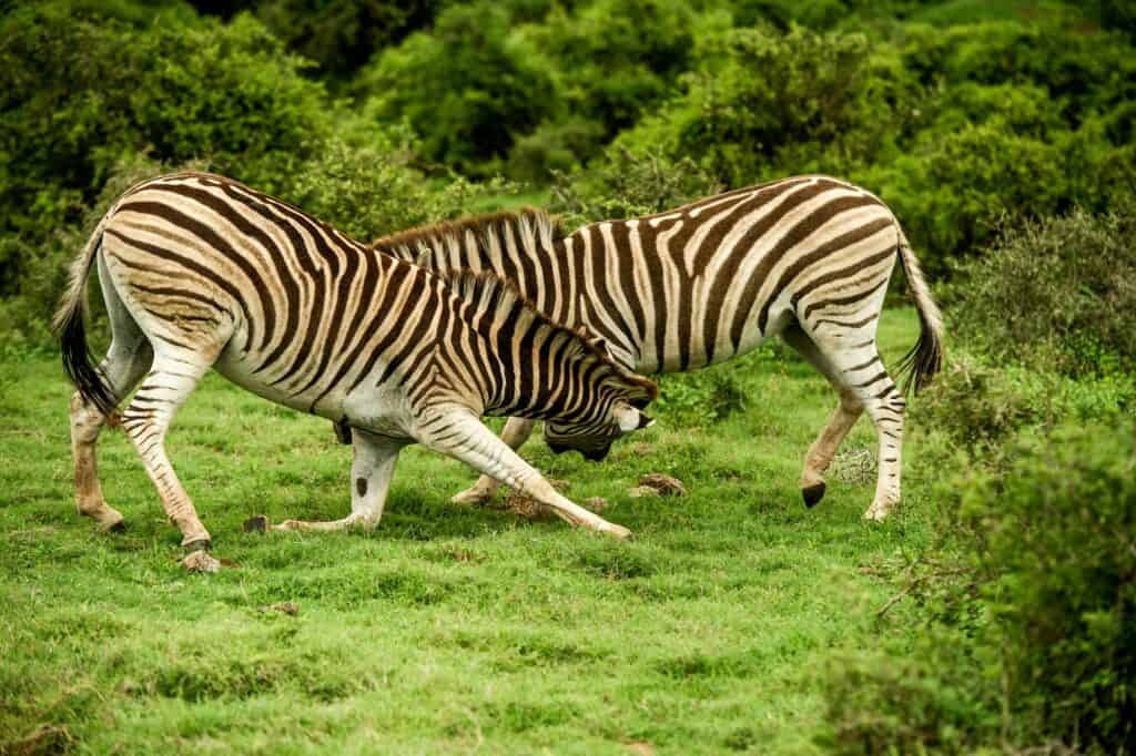Kenya Family Packages