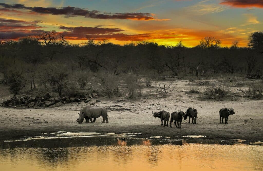 Manyeleti Game Reserve