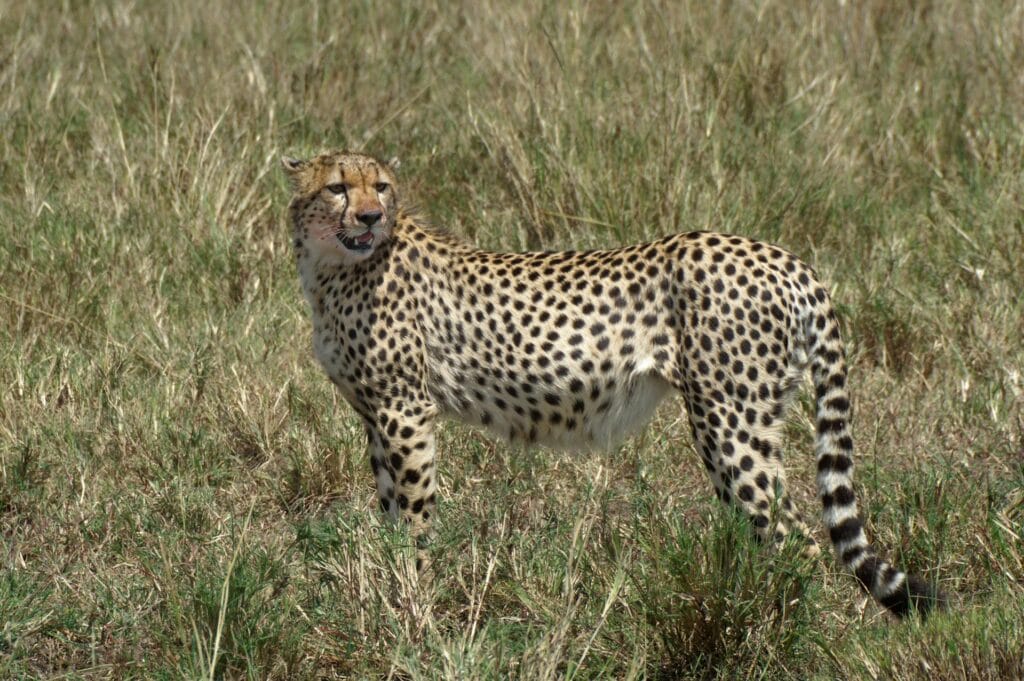Fly-in Kenya Holiday Packages