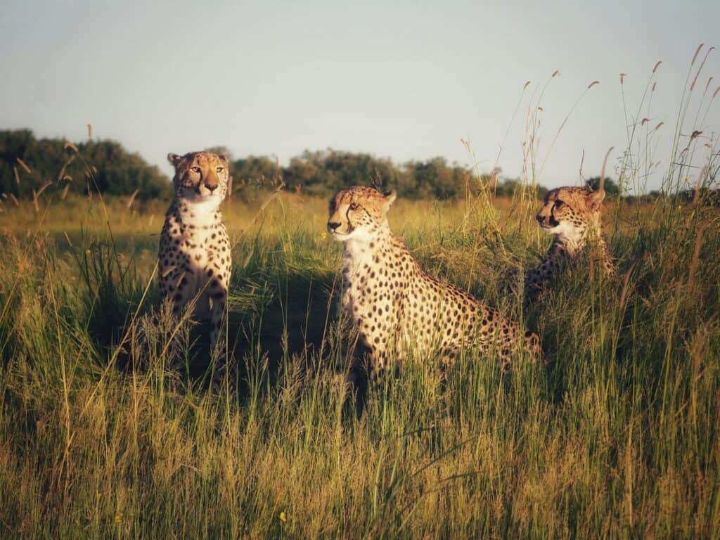 Kenya Honeymoon Packages
