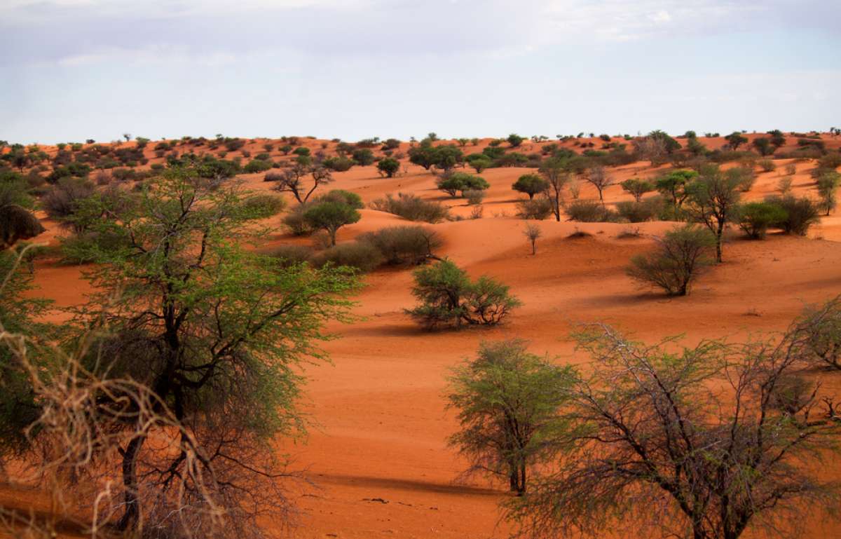 South Africa Tours - MoAfrika Tours 8 Day Kalahari and Namib Desert Self-Drive Safari