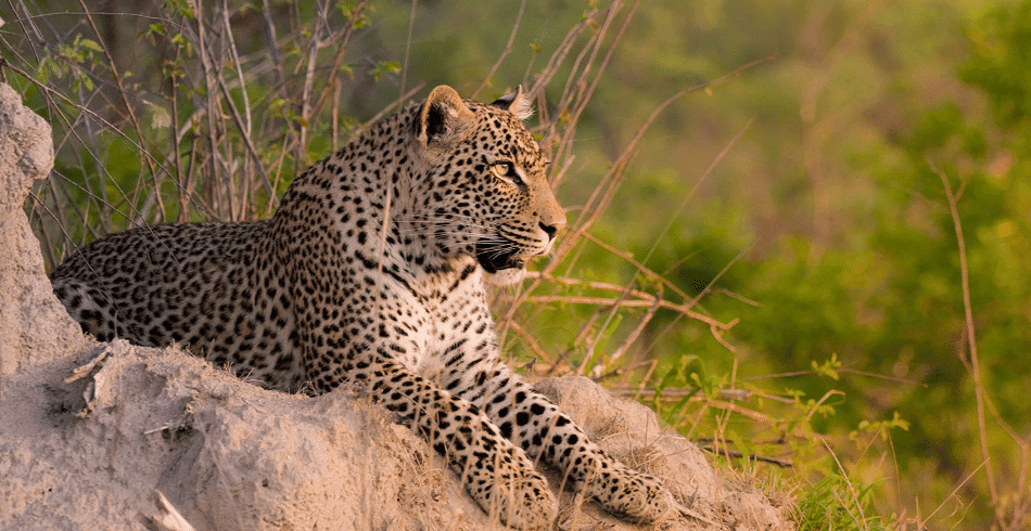 Sabi Sands Game Reserve - MoAfrika Tours sabi sands experience