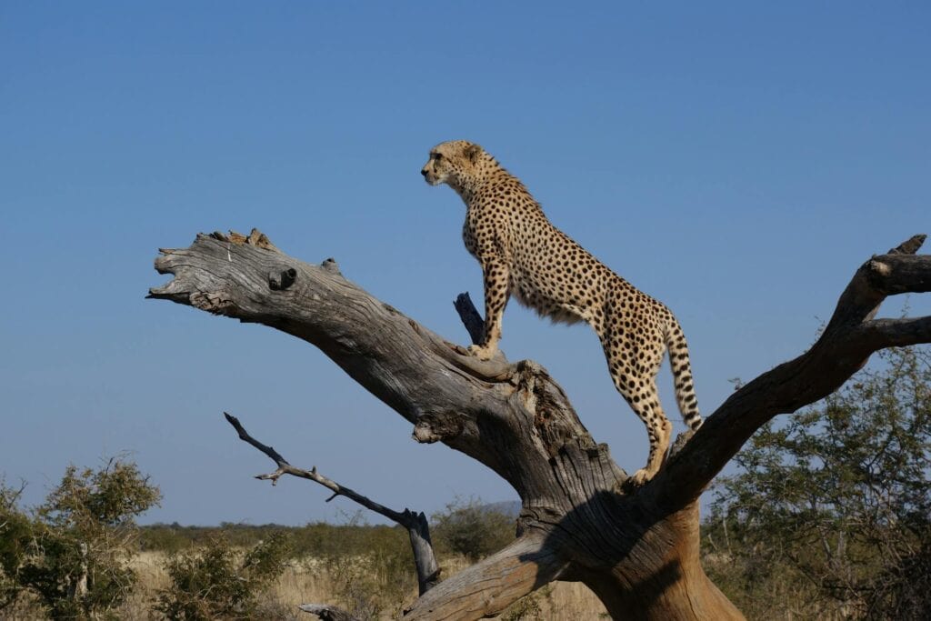 The “Big Five” and Beyond