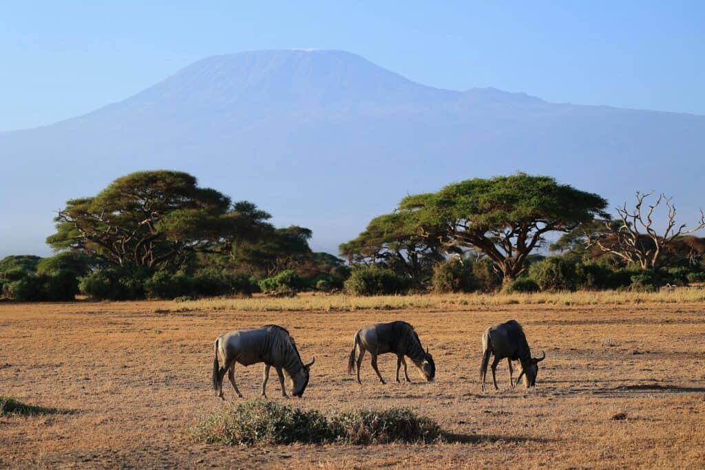 Flora and Fauna of Balule