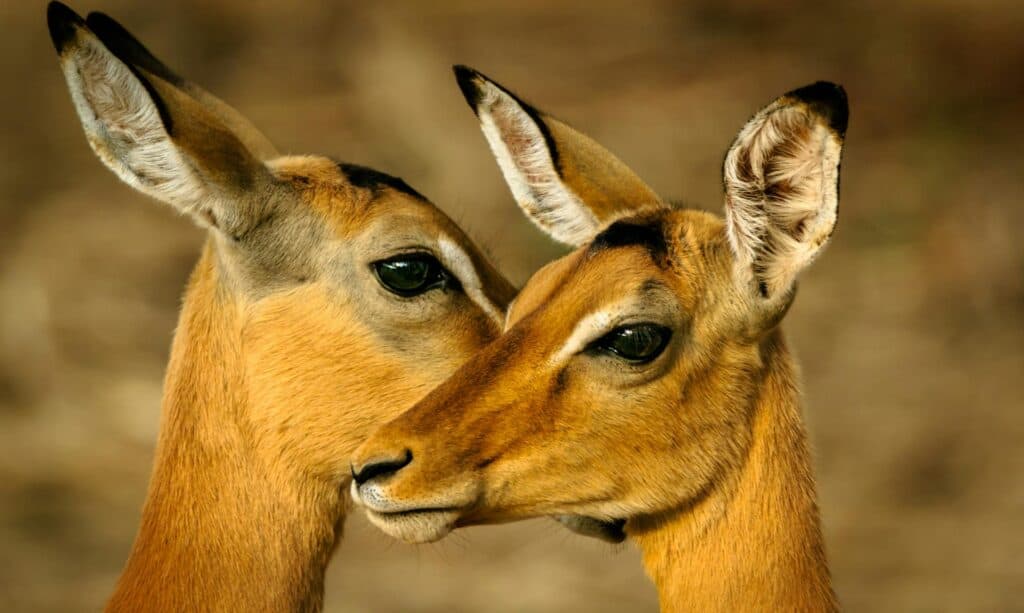 Two impalas touching noses in the wild during safari.