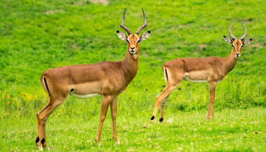 Two antelopes standing on green grass in Pilanesberg National Park.