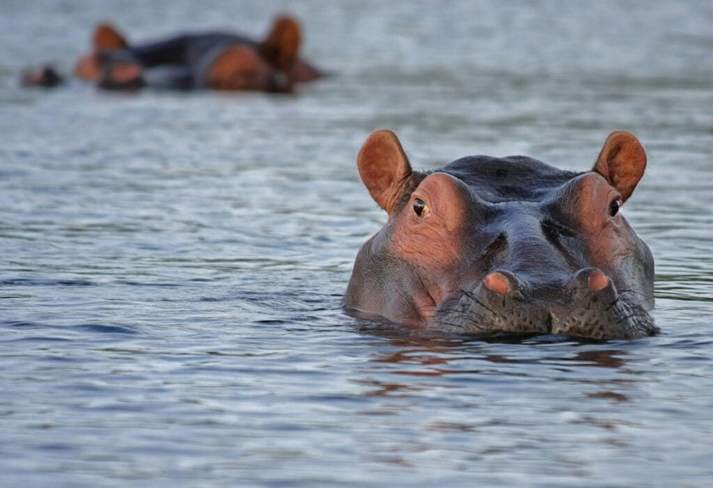 Close-up of a hippopotamus in water during safari at Pilanesberg.