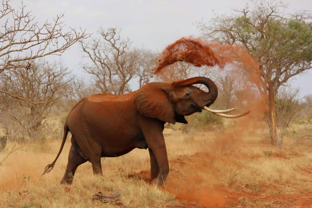 African elephant kicking dust during safari in Botswana.