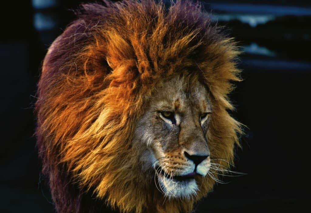 Close-up of a lion's face with a lush mane in natural habitat.
