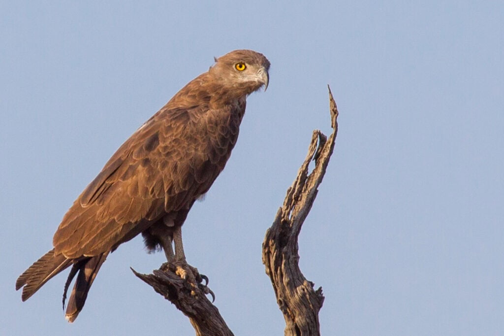 Brown hawk perched on a branch against a clear blue sky.