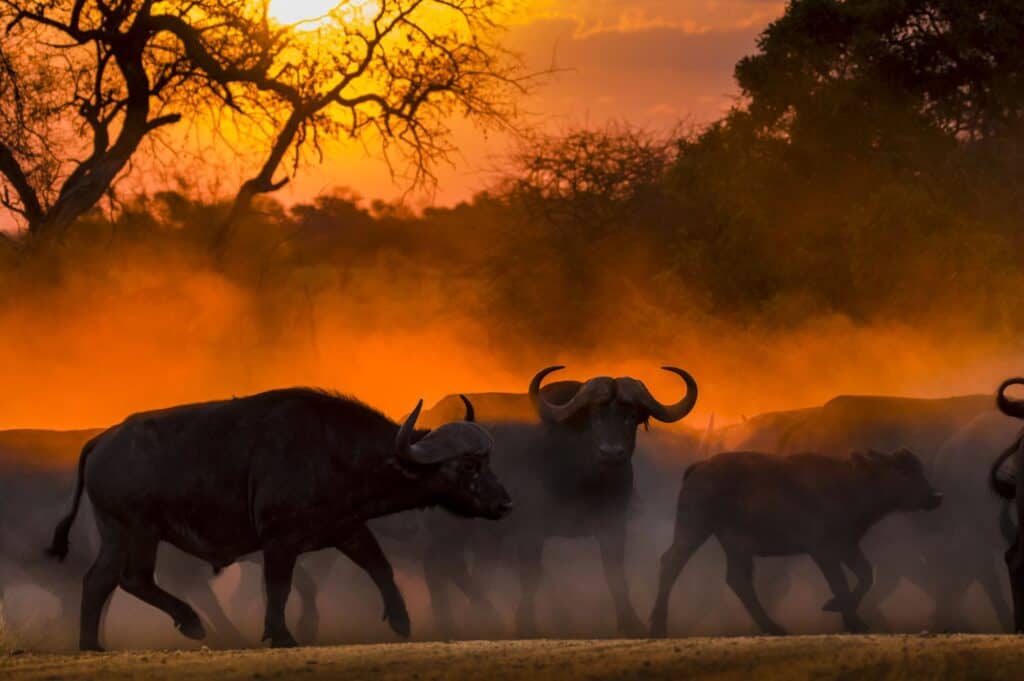 Wild buffalo herd crossing at sunset in African savannah.