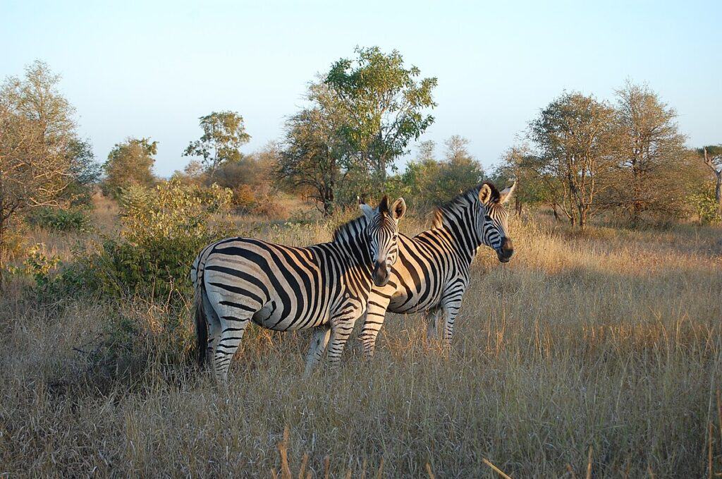 Zebra Botswana