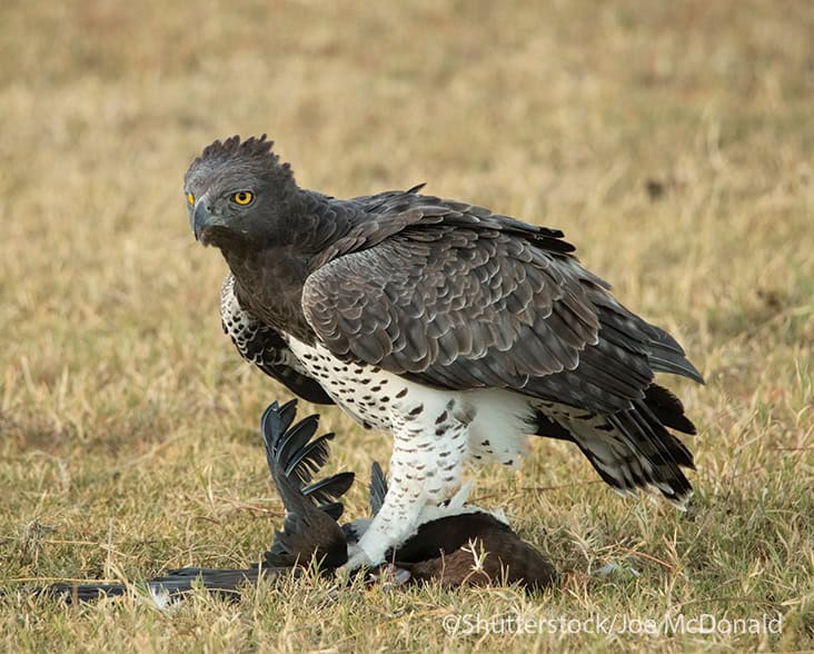Martial Eagle