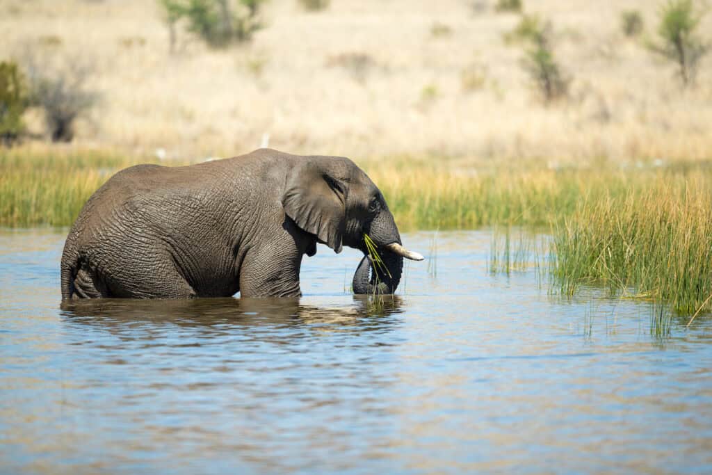 Best Gates to enter 6 Day Kruger Park Family Safaris