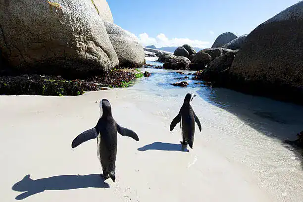 Penguin Island