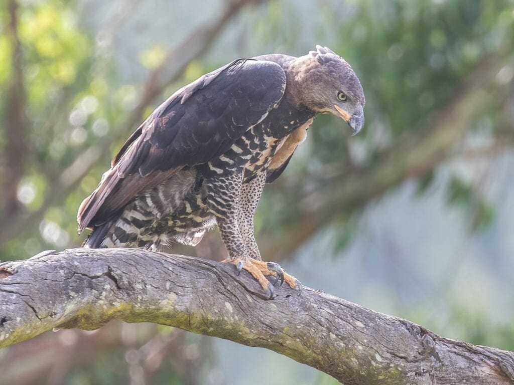 Close-up of a majestic hawk perched on a tree branch in Pilanesberg National Park.