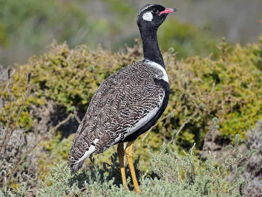 Wild bird in Pilanesberg National Park with detailed feather pattern.