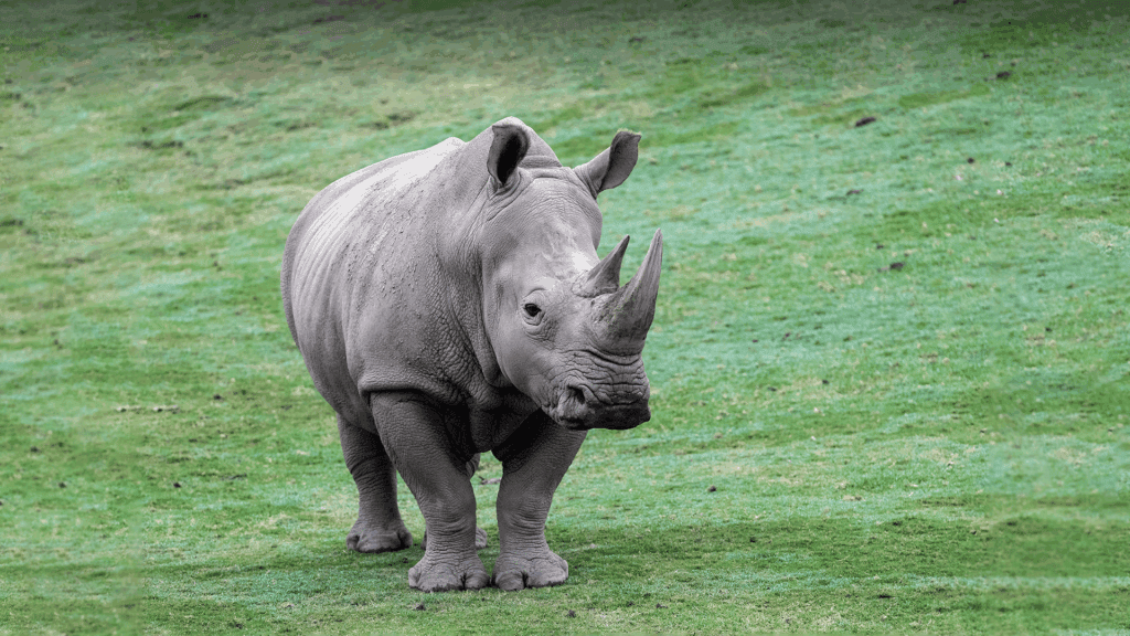rhino Okavango