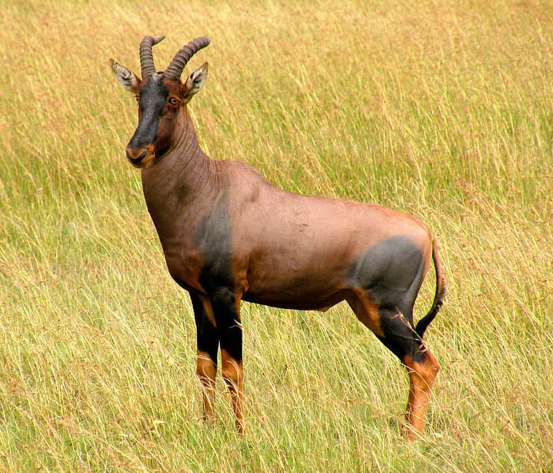 Gerenuk antelope standing in grassland at Pilanesberg National Park.