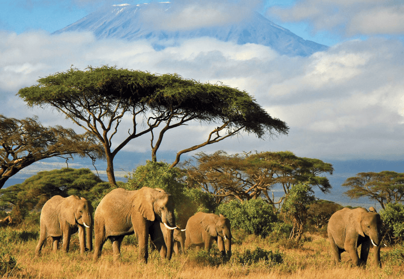 Elephants in the savannah with Mount Kilimanjaro in the background.