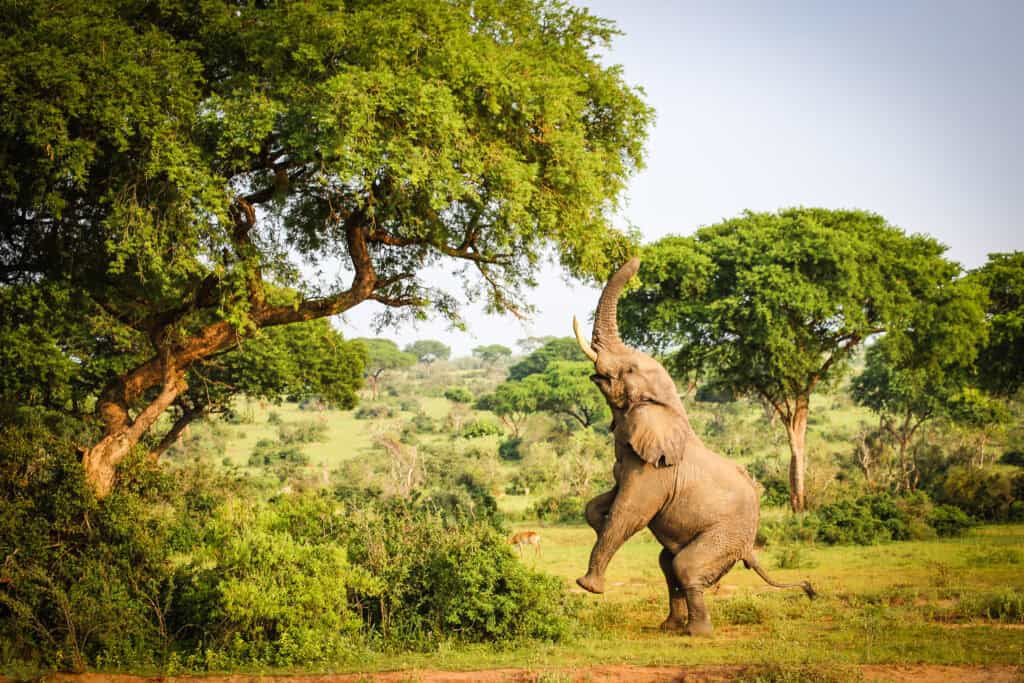 Uganda The Ultimate Guide