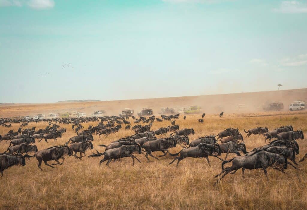 MoAfrika Tours DMC