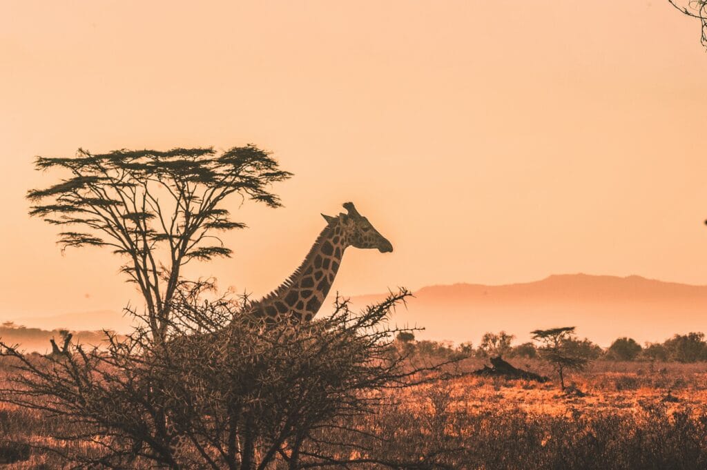 MoAfrika Tours DMC