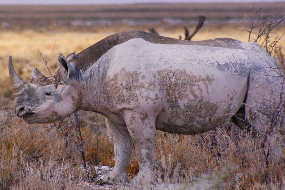 swakopmund-rhino