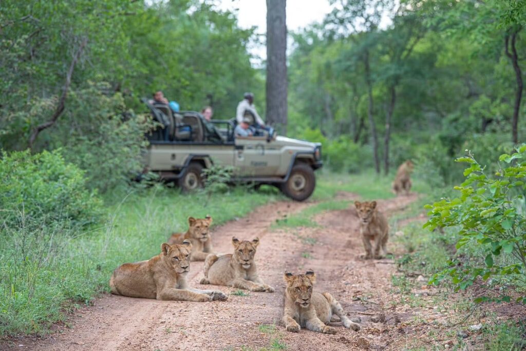 kruger-game-drive-vehicle