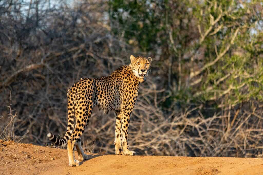 Cheetah standing on sandy terrain in South Africa wildlife reserve.
