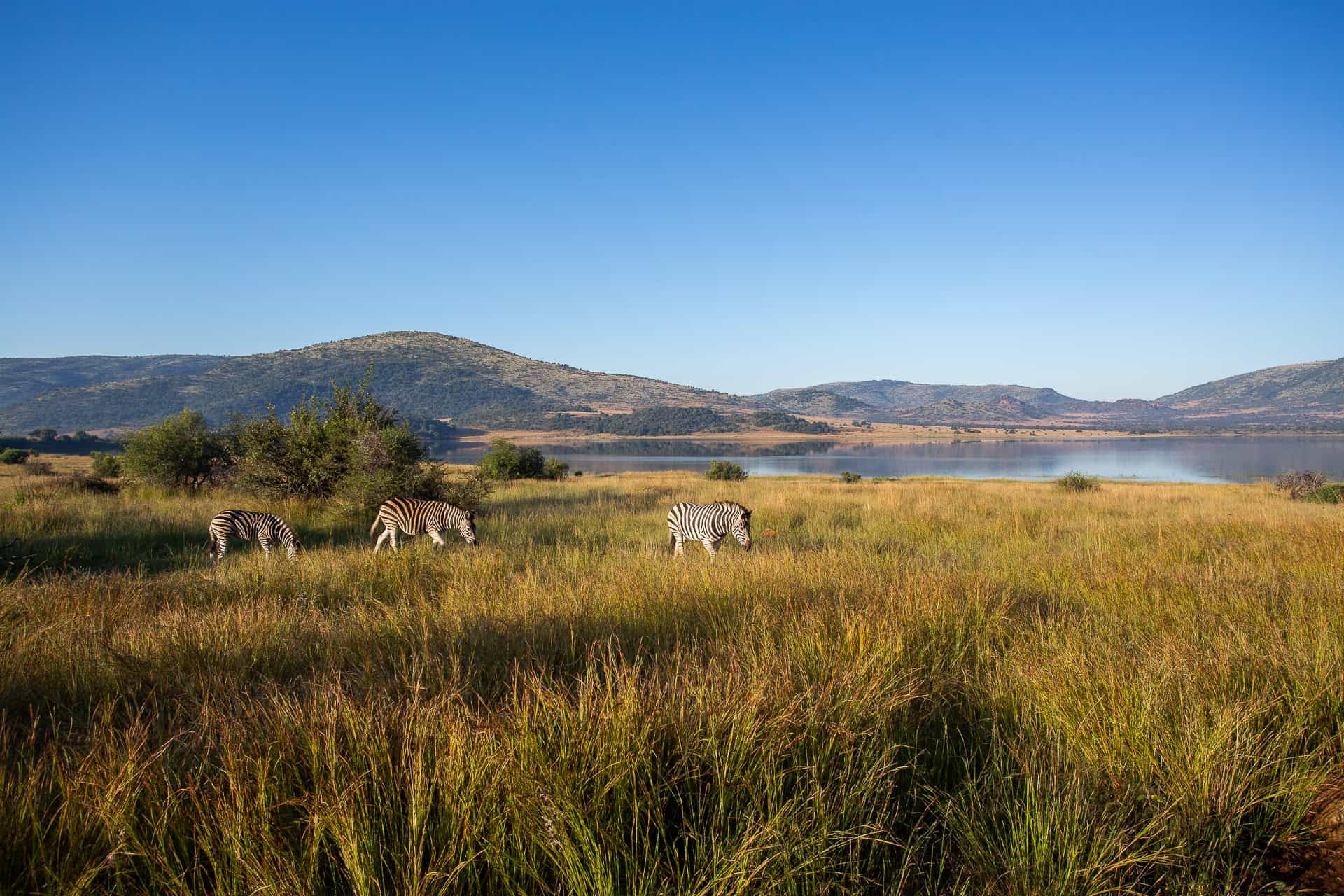Zebras grazing in Pilanesberg National Park during safari tour.